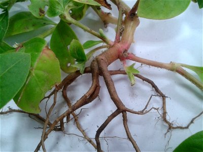 வெள்ளைப் பொன்னாங்கண்ணி Botanical name - Alternanthera sessilis (White ) Common name - Sessile Joyweed Not so advocated as green variety ; Leaves are pot- herb;Gives strength to brain ; photo