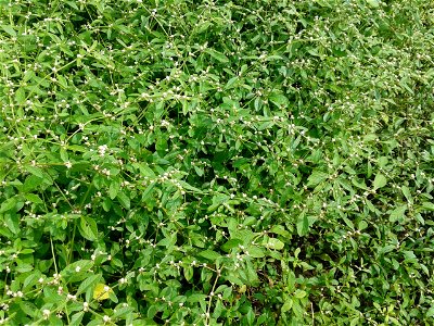 வெள்ளைப் பொன்னாங்கண்ணி Botanical name - Alternanthera sessilis (White ) Common name - Sessile Joyweed Not so advocated as green variety ; Leaves are pot- herb;Gives strength to brain ; photo
