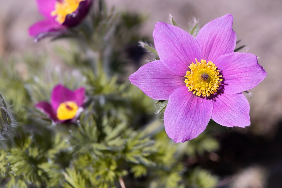 Purple anemone purple flower blossom