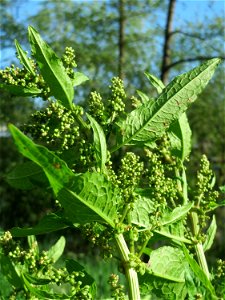 Stumpfblättriger Ampfer (Rumex obtusifolius) an der Saar in Saarbrücken