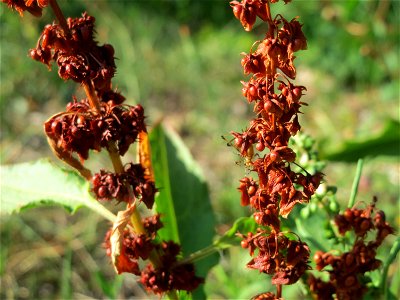 Stumpfblättriger Ampfer (Rumex obtusifolius) in Hockenheim