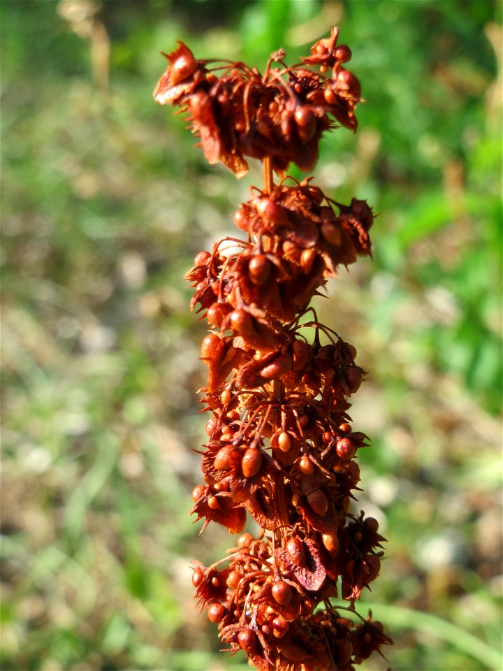 Stumpfblättriger Ampfer (Rumex obtusifolius) in Hockenheim