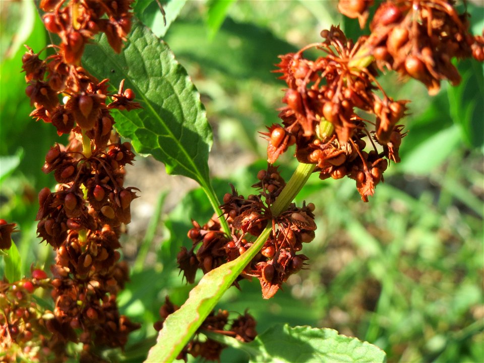 Stumpfblättriger Ampfer (Rumex obtusifolius) in Hockenheim