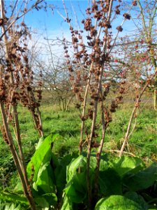 Stumpfblättriger Ampfer (Rumex obtusifolius) bei Hockenheim