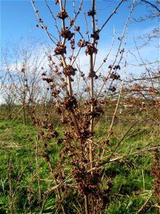 Stumpfblättriger Ampfer (Rumex obtusifolius) bei Hockenheim
