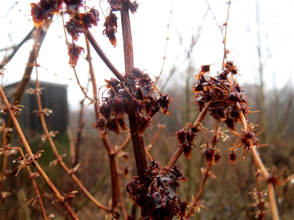 Stumpfblättriger Ampfer (Rumex obtusifolius) beim Steinbachschacht