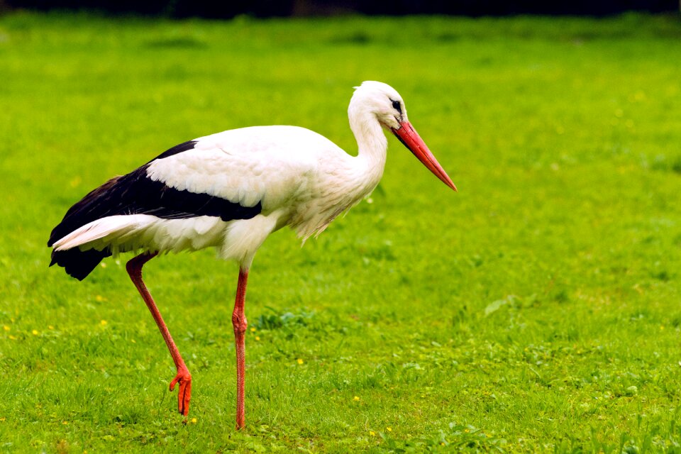 Grass bird landscape