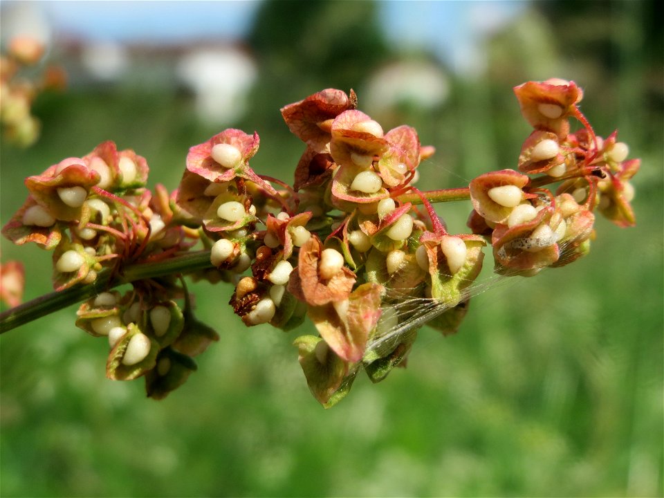 Verblühter Stumpfblättriger Ampfer (Rumex obtusifolius) im Landesgartenschaupark Hockenheim