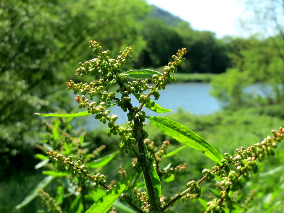 Stumpfblättriger Ampfer (Rumex obtusifolius) an der Saar in Saarbrücken