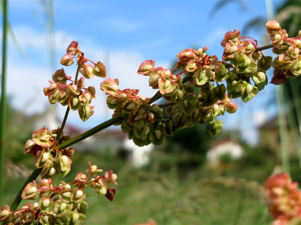 Verblühter Stumpfblättriger Ampfer (Rumex obtusifolius) im Landesgartenschaupark Hockenheim