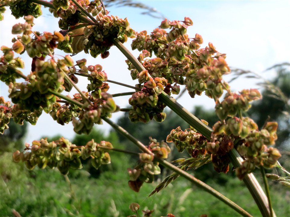Verblühter Stumpfblättriger Ampfer (Rumex obtusifolius) im Landesgartenschaupark Hockenheim