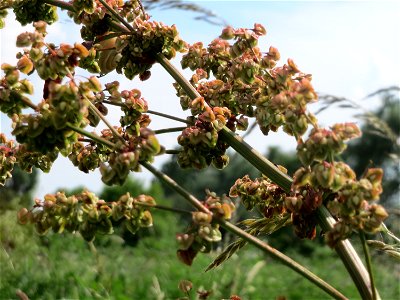 Verblühter Stumpfblättriger Ampfer (Rumex obtusifolius) im Landesgartenschaupark Hockenheim