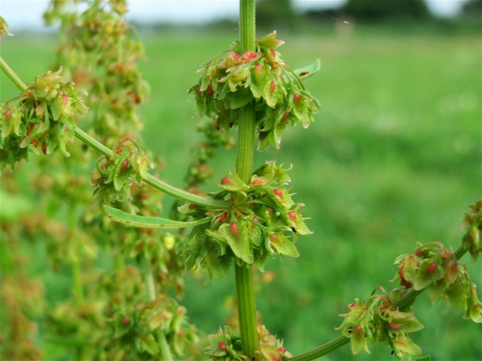 Stumpfblättriger Ampfer (Rumex obtusifolius) bei Hockenheim