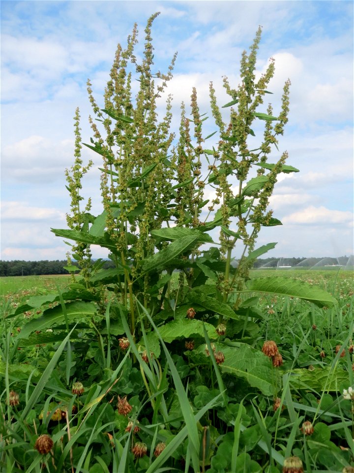 Stumpfblättriger Ampfer (Rumex obtusifolius) bei Hockenheim