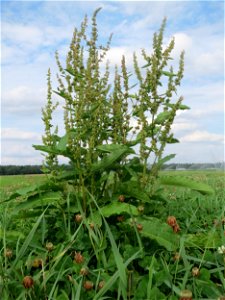 Stumpfblättriger Ampfer (Rumex obtusifolius) bei Hockenheim
