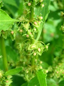 Stumpfblättriger Ampfer (Rumex obtusifolius) bei Hockenheim