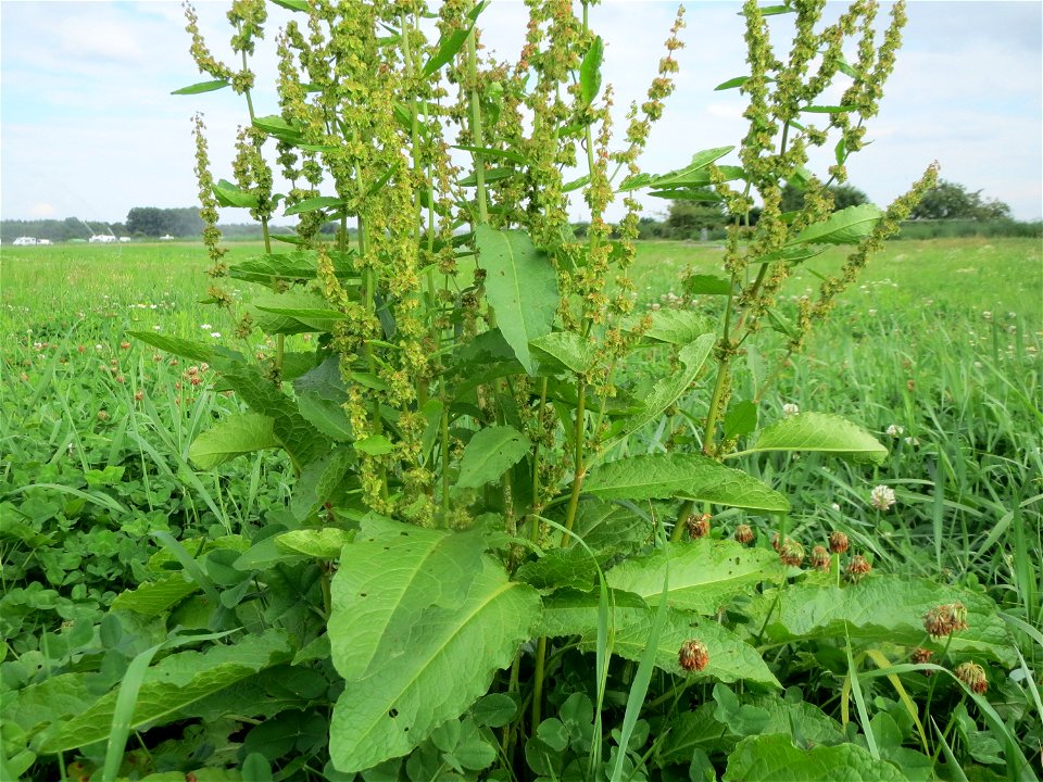 Stumpfblättriger Ampfer (Rumex obtusifolius) bei Hockenheim