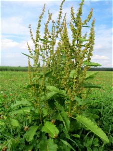 Stumpfblättriger Ampfer (Rumex obtusifolius) bei Hockenheim