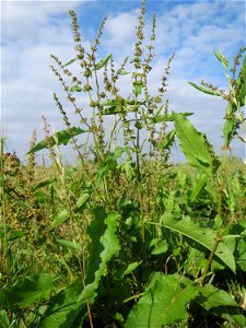 Stumpfblättriger Ampfer (Rumex obtusifolius) in Hockenheim
