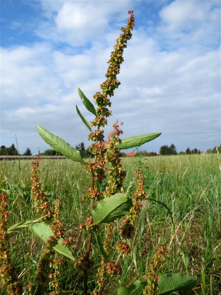 Stumpfblättriger Ampfer (Rumex obtusifolius) in Hockenheim