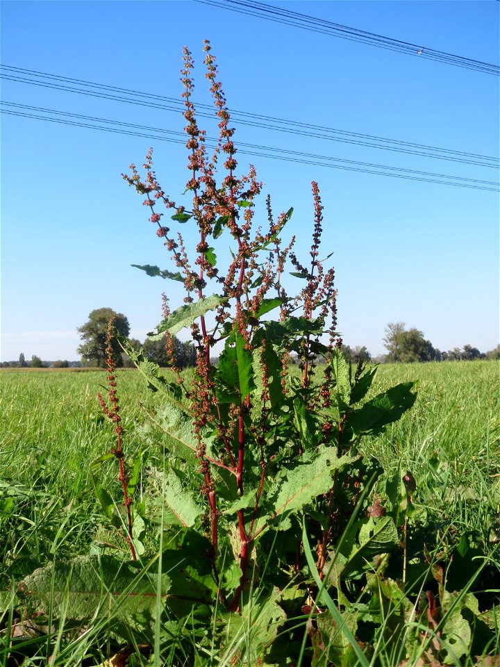 Stumpfblättriger Ampfer (Rumex obtusifolius) im Hockenheimer Rheinbogen