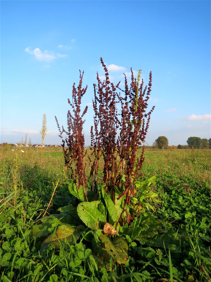 Stumpfblättriger Ampfer (Rumex obtusifolius) bei Reilingen