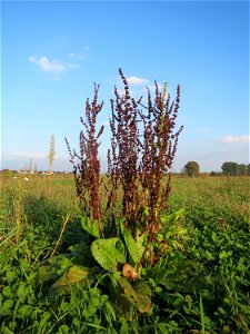 Stumpfblättriger Ampfer (Rumex obtusifolius) bei Reilingen