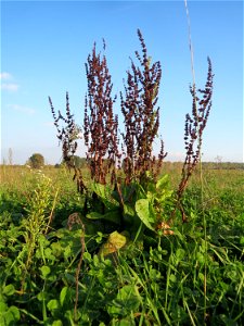Stumpfblättriger Ampfer (Rumex obtusifolius) bei Reilingen