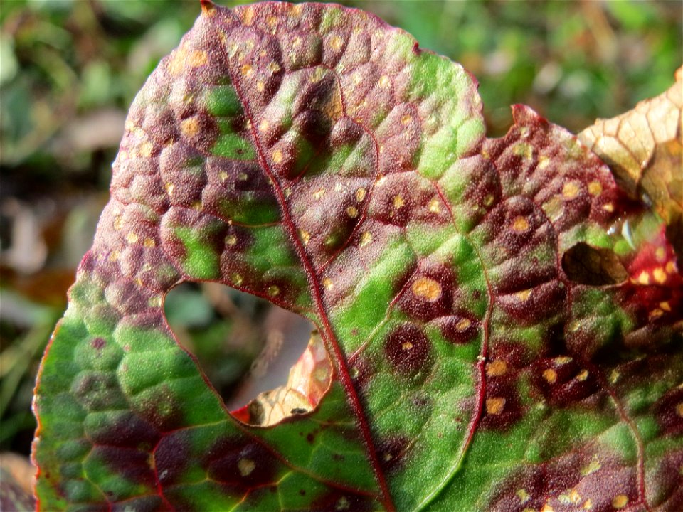 Stumpfblättriger Ampfer (Rumex obtusifolius) am Staden in Saarbrücken - nach der Fällung einer Trauerbuche hat sich hier eine kleine Ruderalfläche ausgebildet