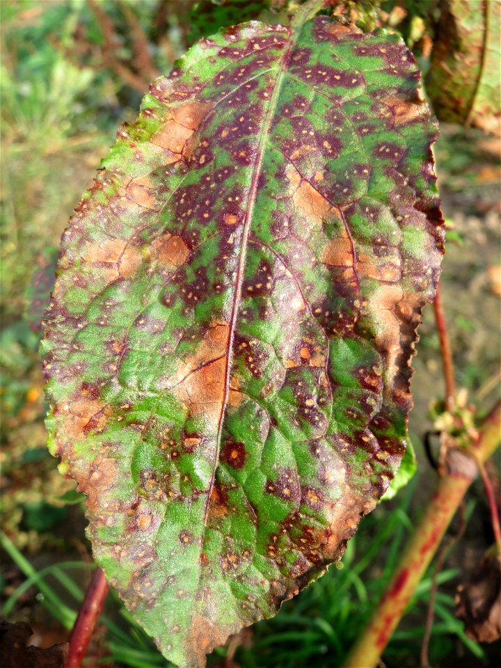Stumpfblättriger Ampfer (Rumex obtusifolius) am Staden in Saarbrücken - nach der Fällung einer Trauerbuche hat sich hier eine kleine Ruderalfläche ausgebildet