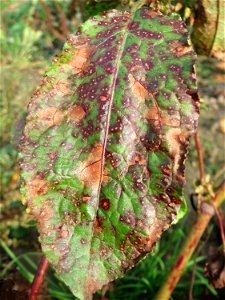 Stumpfblättriger Ampfer (Rumex obtusifolius) am Staden in Saarbrücken - nach der Fällung einer Trauerbuche hat sich hier eine kleine Ruderalfläche ausgebildet