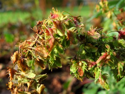 Stumpfblättriger Ampfer (Rumex obtusifolius) am Staden in Saarbrücken - nach der Fällung einer Trauerbuche hat sich hier eine kleine Ruderalfläche ausgebildet