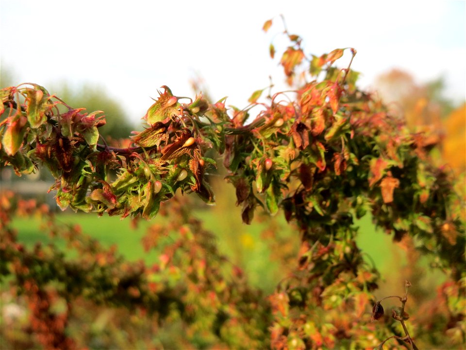 Stumpfblättriger Ampfer (Rumex obtusifolius) am Staden in Saarbrücken - nach der Fällung einer Trauerbuche hat sich hier eine kleine Ruderalfläche ausgebildet