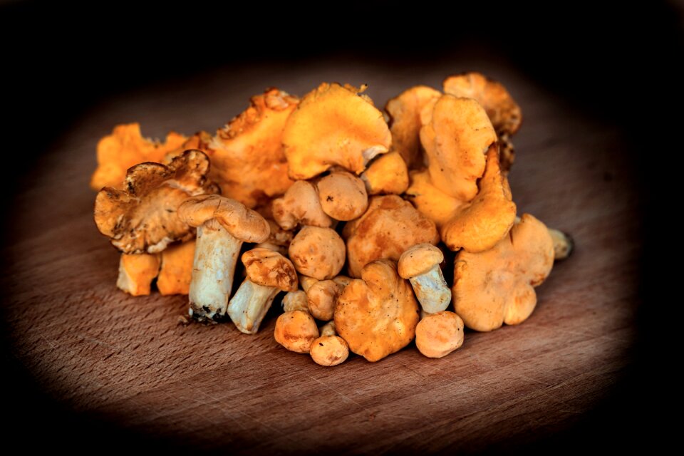 Autumn mushroom nature