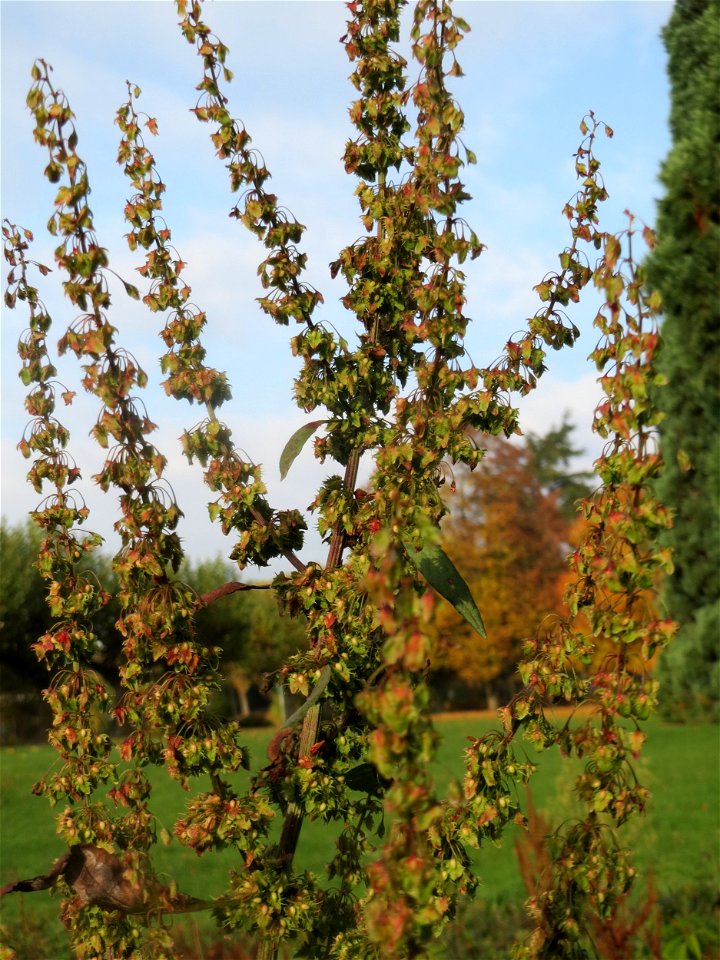 Stumpfblättriger Ampfer (Rumex obtusifolius) am Staden in Saarbrücken - nach der Fällung einer Trauerbuche hat sich hier eine kleine Ruderalfläche ausgebildet