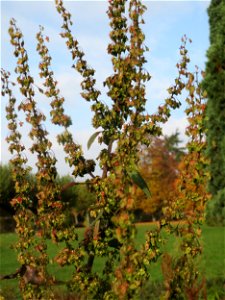 Stumpfblättriger Ampfer (Rumex obtusifolius) am Staden in Saarbrücken - nach der Fällung einer Trauerbuche hat sich hier eine kleine Ruderalfläche ausgebildet