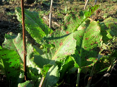 Stumpfblättriger Ampfer (Rumex obtusifolius) bei Neulußheim (Gemarkung Altlußheim)