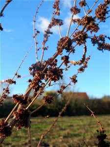 Stumpfblättriger Ampfer (Rumex obtusifolius) bei Neulußheim (Gemarkung Altlußheim)