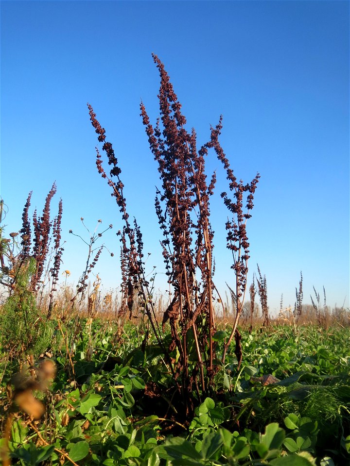 Stumpfblättriger Ampfer (Rumex obtusifolius) bei Reilingen