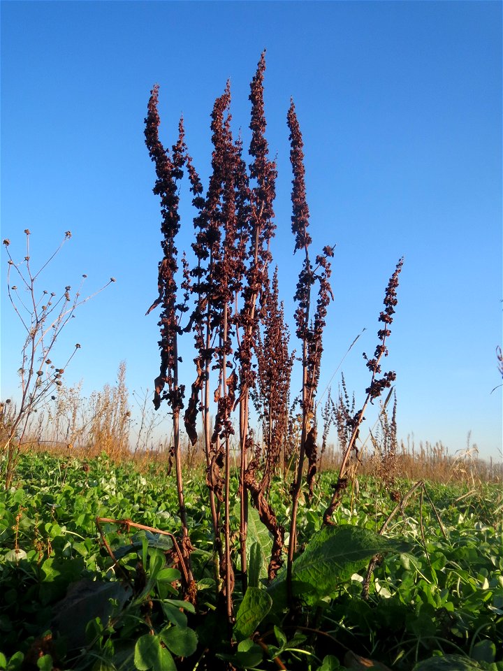Stumpfblättriger Ampfer (Rumex obtusifolius) bei Reilingen