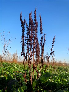 Stumpfblättriger Ampfer (Rumex obtusifolius) bei Reilingen