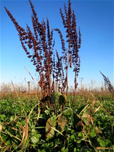 Stumpfblättriger Ampfer (Rumex obtusifolius) bei Reilingen