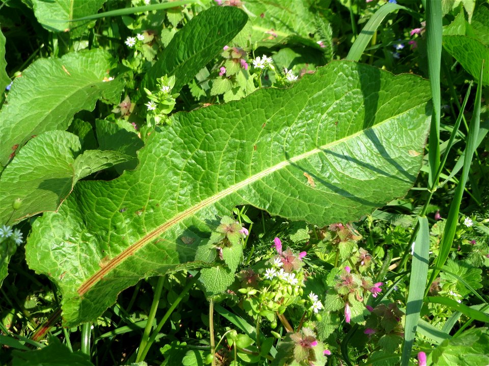 Stumpfblättriger Ampfer (Rumex obtusifolius) auf einem Grünstreifen zwischen Eisenbahnstraße und Am Damm in Hockenheim