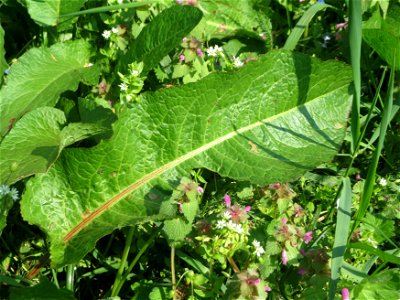 Stumpfblättriger Ampfer (Rumex obtusifolius) auf einem Grünstreifen zwischen Eisenbahnstraße und Am Damm in Hockenheim