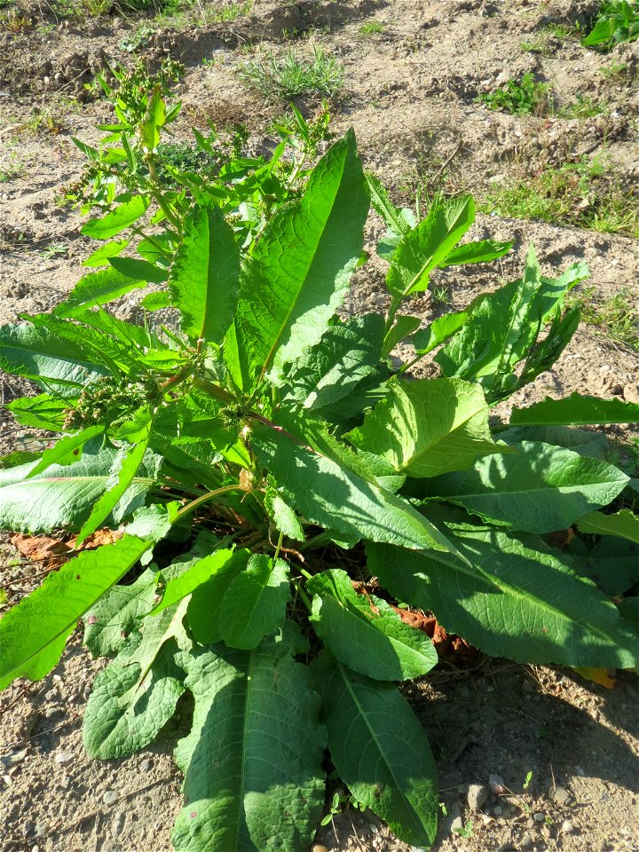 Stumpfblättriger Ampfer (Rumex obtusifolius) auf einer Brachfläche am Messplatz in Hockenheim