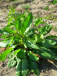 Stumpfblättriger Ampfer (Rumex obtusifolius) auf einer Brachfläche am Messplatz in Hockenheim