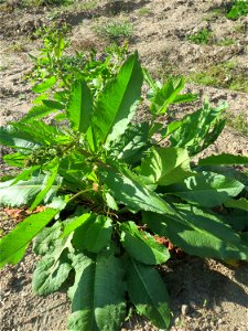 Stumpfblättriger Ampfer (Rumex obtusifolius) auf einer Brachfläche am Messplatz in Hockenheim photo