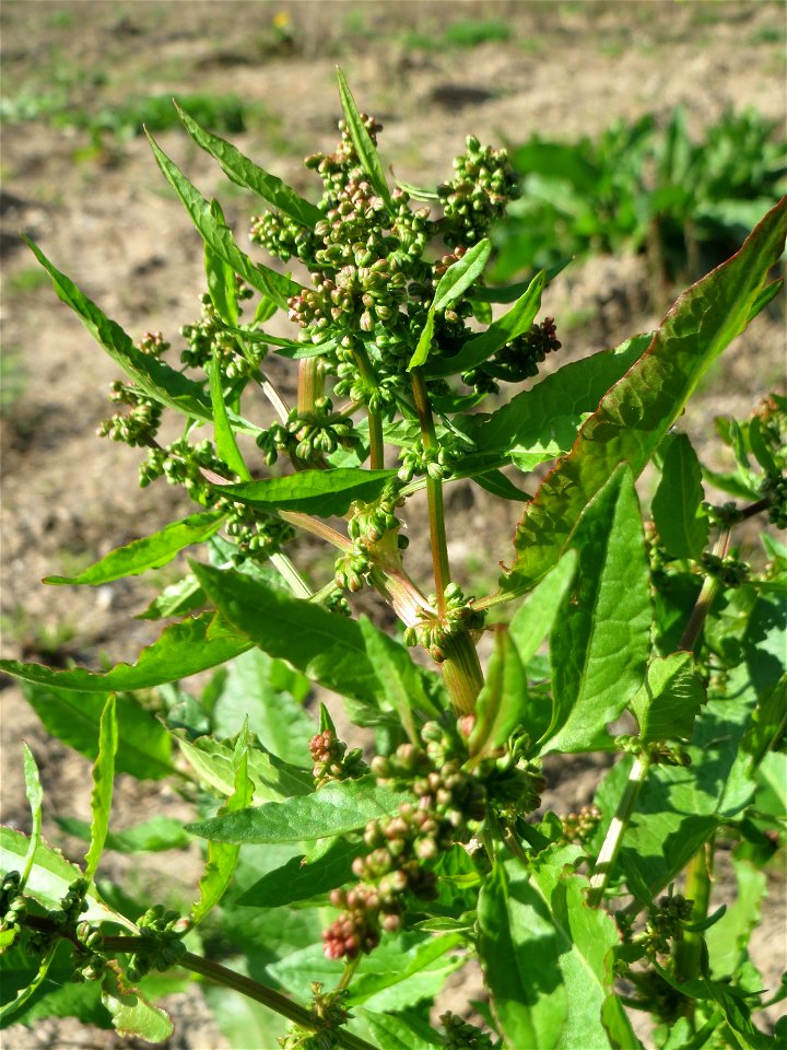 Stumpfblättriger Ampfer (Rumex obtusifolius) auf einer Brachfläche am Messplatz in Hockenheim