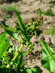 Stumpfblättriger Ampfer (Rumex obtusifolius) auf einer Brachfläche am Messplatz in Hockenheim photo