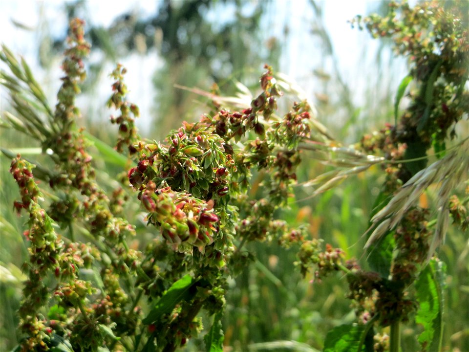 Stumpfblättriger Ampfer (Rumex obtusifolius) beim Insultheimer Hof im Landschaftsschutzgebiet „Hockenheimer Rheinbogen“